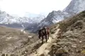 Lastpferd auf einem Bergpfad im Himalaya mit schneebedeckten Gipfeln im Hintergrund.