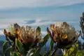 Drei Protea-Blüten im Vordergrund, mit verschwommenen Bergen und einem blauen Himmel im Hintergrund.