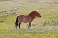 Ein Przewalski-Pferd steht in einer Graslandschaft.
