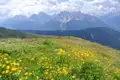 Blühende Bergwiese in den Alpen.