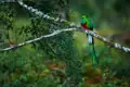 Quetzal auf einem Ast