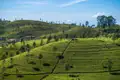 Ausgedehnte Teeplantagen in hügeliger Landschaft.