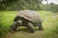 Galapagos-Riesenschildkröte beim Fressen von Gras.