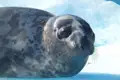 Robbe auf Eisfläche