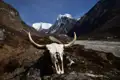 Yakschädel in der Himalaya-Berglandschaft.