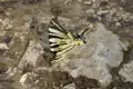 Gelb-schwarzer Schmetterling auf einem Stein im feuchten Gelände.