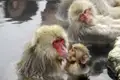 Japanmakaken, auch Schneeaffen genannt, baden in einer natürlichen heißen Quelle.