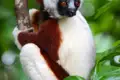 Coquerel-Sifaka im Regenwald - ein Primat mit charakteristischem rotbraunen und weißen Fell und schwarzem Gesicht.
