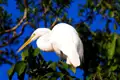 Weißer Reiher im Baum