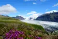 Ausblick auf einen Gletscher und Berge mit Wildblumen im Vordergrund.