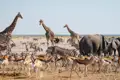 Giraffen, Elefanten, Zebras und Springböcke in ihrem natürlichen Lebensraum in Afrika.