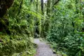 Wanderweg im Regenwald mit üppiger Vegetation.