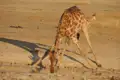 Giraffe trinkt Wasser in trockener Umgebung.
