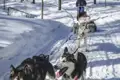 Hundegespann zieht einen Schlitten durch den Schnee, mit einer Person, die den Schlitten fährt.