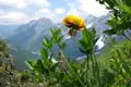 Gelbe Blume im Gebirge.