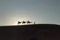 Silhouetten von drei Kamelen mit Reitern, die eine Düne entlangziehen, während eine weitere Person zu Fuß nebenher geht. Der Sonnenuntergang taucht die Szene in warme Farben.