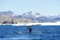 Walschwanzflosse im Wasser vor der Küste Grönlands.
