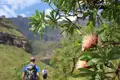 Zuckerbuschblüte im Vordergrund mit Wanderern im Drakensberg-Gebirge im Hintergrund.