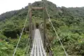 Hängebrücke im Regenwald