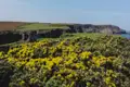 Gelbe Ginsterbüsche im Vordergrund, dahinter grüne Felder und schroffe Klippen an der Küste.