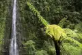 Ein Wasserfall stürzt eine Felswand neben üppigen, grünen Farnen herab.