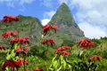 Rote Blumen und ein Berg