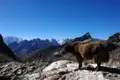Ein Yak in der Hochgebirgslandschaft des Himalaya.