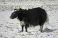 Ein Yak, das auf einem steinigen, sandigen Gebiet steht.