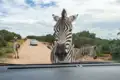 Zebras blockieren die Straße während einer Safari, eines der Highlights der Reise.