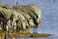 Zebras trinken Wasser an einem Wasserloch.