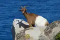 Ziege auf Küstenfelsen