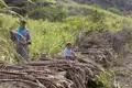 Mann und Kind arbeiten bei der Zuckerrohrernte, umgeben von Zuckerrohrpflanzen und geschnittenen Stangen.