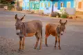 Zwei Esel auf einer Straße, möglicherweise Teil der lokalen Landschaft.