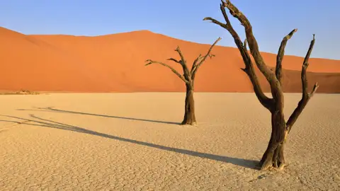 Abgestorbene Bäume und eine Sanddüne in der Wüste.