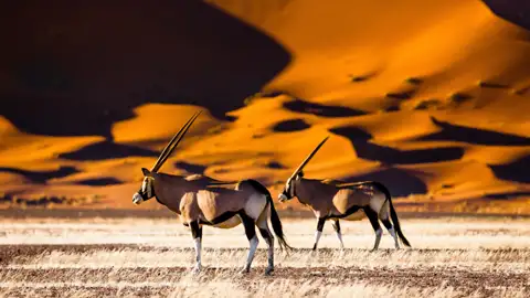 Zwei Oryxantilopen in der Namib-Wüste, die die karge Landschaft durchstreifen.