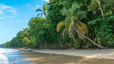 Palmen am weißen Sandstrand.