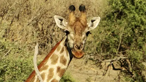 Giraffe im Buschland.