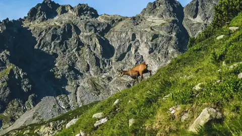 Gämse in bergigem Gelände.