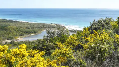 Gelbe Blumen im Vordergrund mit Blick auf die Küste und das Meer.