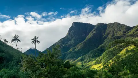Panoramablick auf eine Bergkette mit üppiger Vegetation und hohen Palmen im Vordergrund.