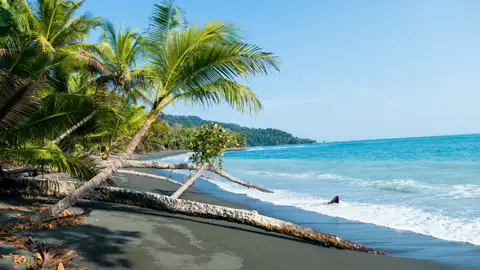 Palmen und Treibholz an einem schwarzen Sandstrand.