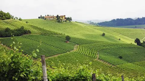 Grüne Weinreben erstrecken sich über die Hügellandschaft, mit einem Weingut im Hintergrund.