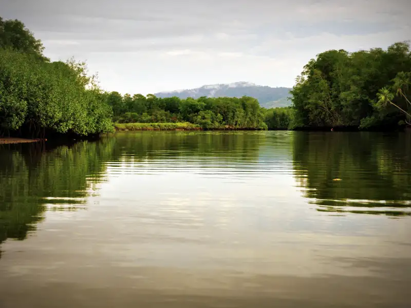 Stille Wasserlandschaft eines Flusses mit dichtem Mangrovenbewuchs an den Ufern.