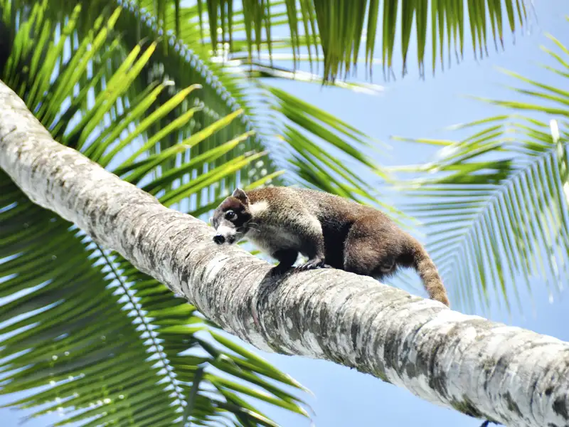 Nasenbär auf einer Palme.