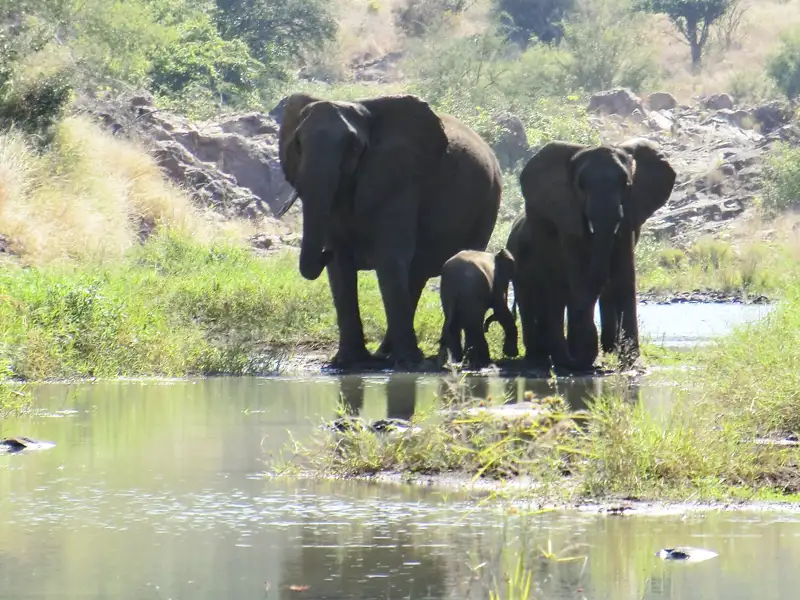 Zwei erwachsene Elefanten und ein Jungtier stehen im Wasser eines Flusses oder Wasserlochs.