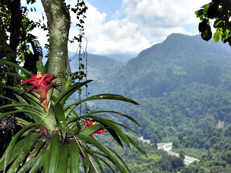 Bromelien und tropische Vegetation im Bergwald.