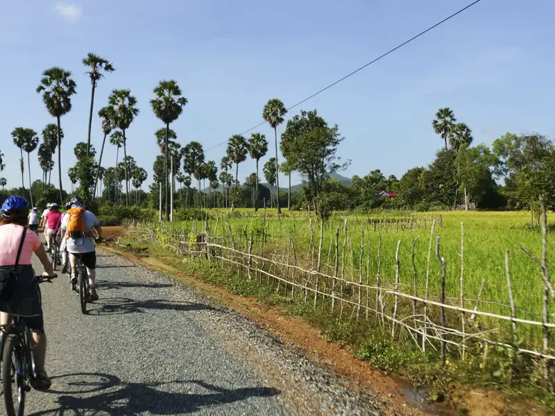 Kambodscha Radreise. Radfahrer auf einer ländlichen Straße, umgeben von Reisfeldern und Palmen.