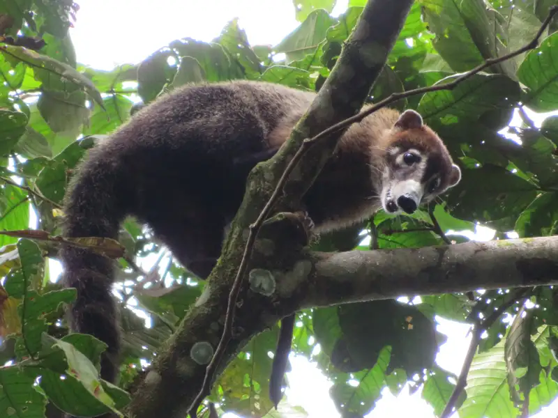 Nasenbär im Regenwald auf einem Baum.