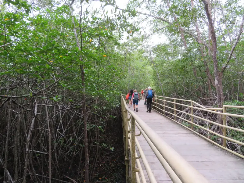 Wanderer auf einem Steg inmitten der Mangroven.