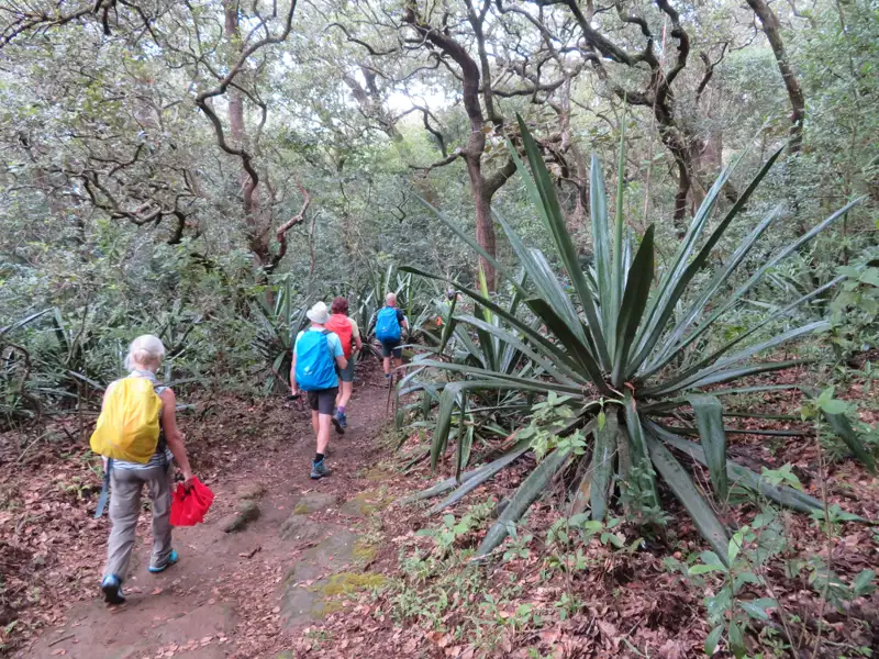 Wanderer auf einem Waldweg, umgeben von dichter Vegetation und einer prominenten sternförmigen Pflanze.